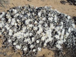 Wooleya farinosa thriving where many can't